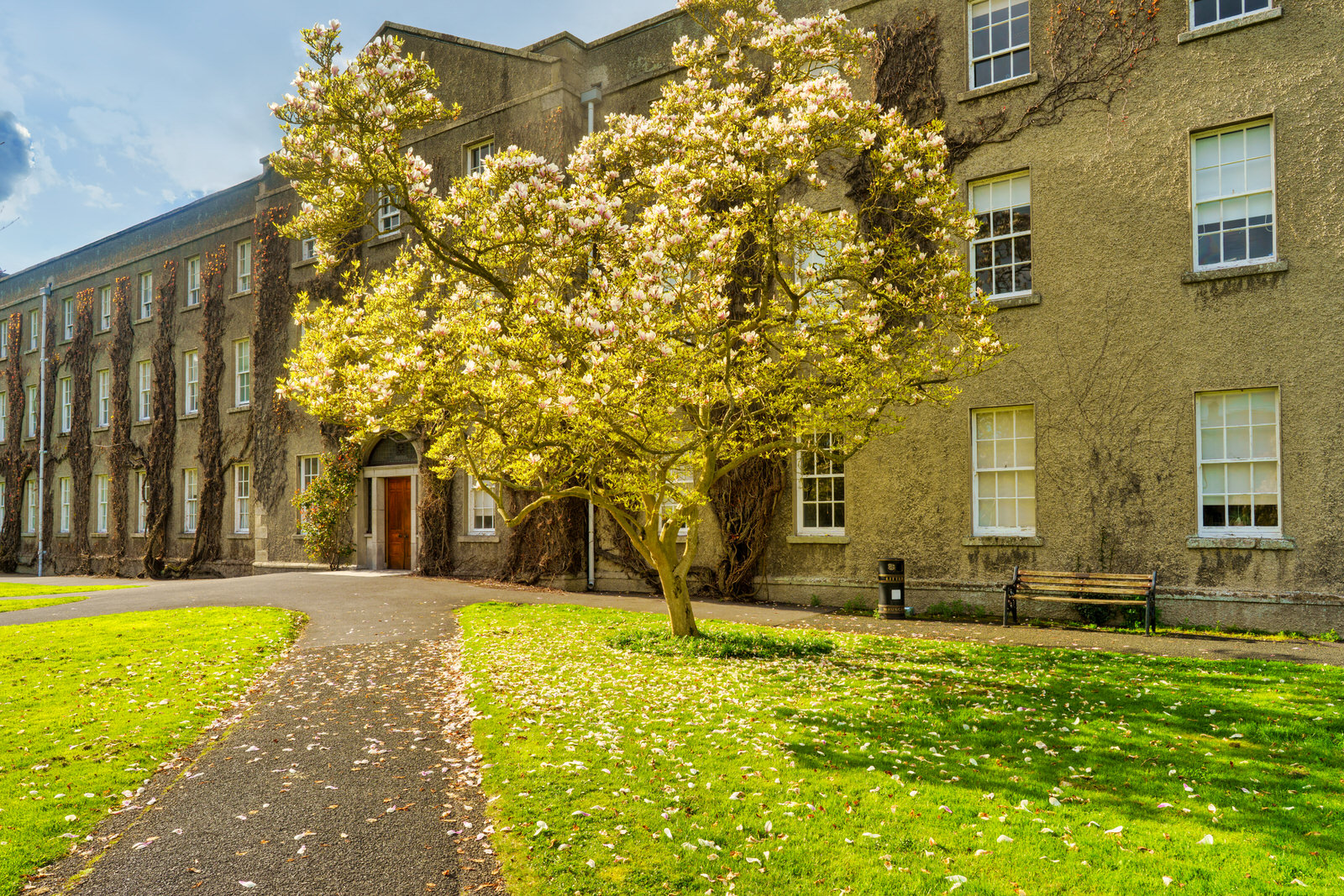 IF YOU ARE INTERESTED IN TREES ST PATRICK'S COLLEGE  IS THE PLACE TO VISIT 
