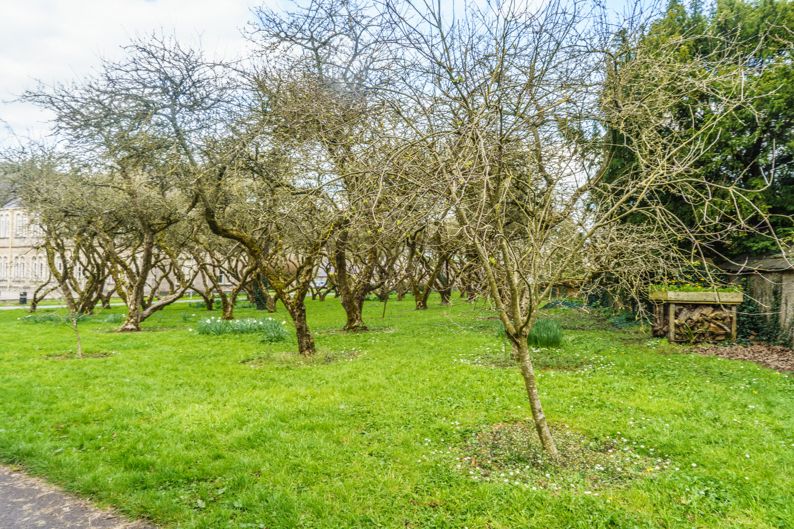 THE OLD ORCHARD AT ST PATRICK'S COLLEGE