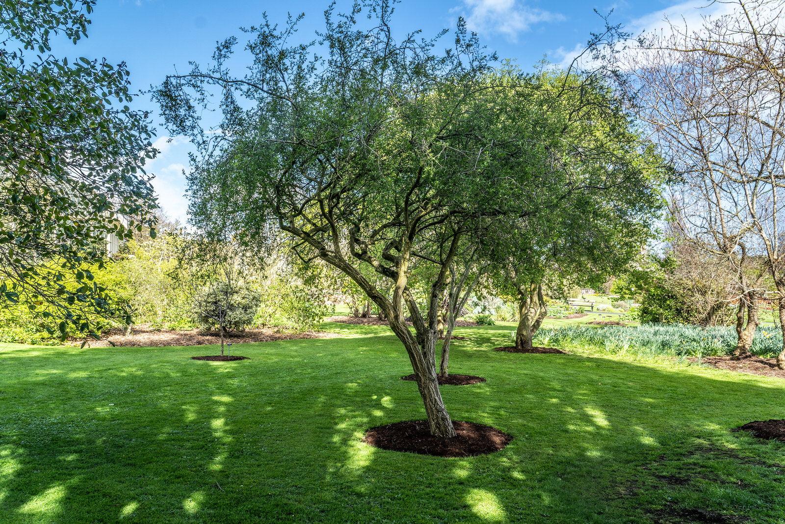 TREES AND MORE TREES