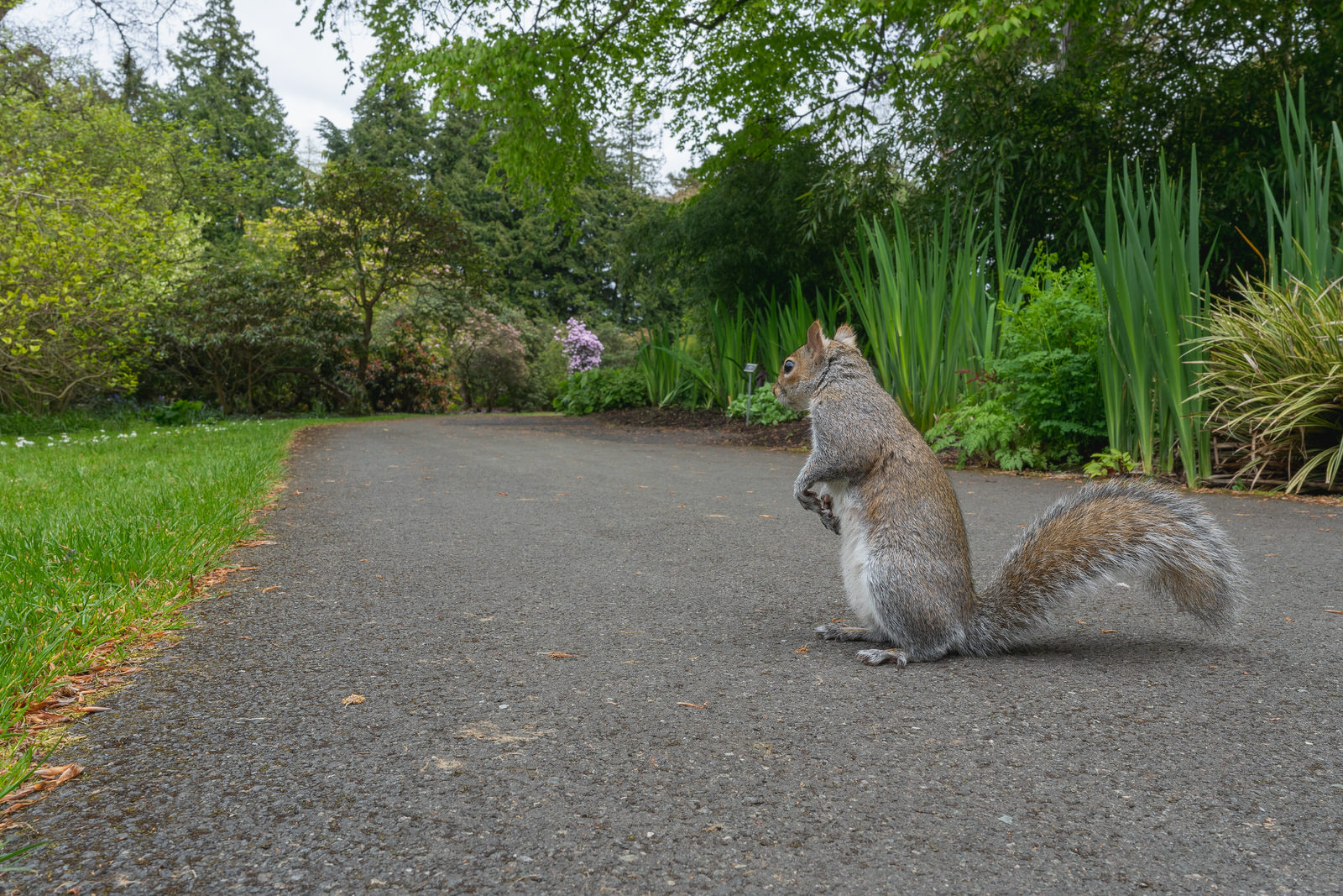 MR SQUIRREL WAS DISAPPOINTED 
