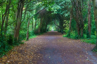 THE WOODS ON A REALLY WET DAY 001