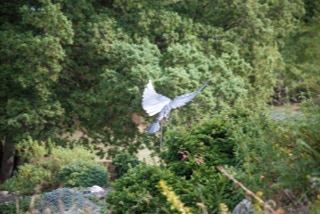 CELTIC PEACE DOVE BY NIGEL CONNELL BASS 001