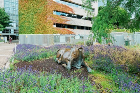 THE COW AT WOOD QUAY [DOES NOT APPEAR TO BE INTERESTED IN RETURNING TO WOLFE TONE PARK] 001