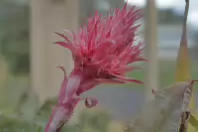 THIS WAS MY SECOND ATTEMPT AT CLOSEUP AND MACRO UP PHOTOGRAPHY [THE LEICA Q3 CRASHED THREE TIMES]-256343-1
