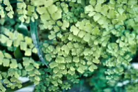 THIS WAS MY SECOND ATTEMPT AT CLOSEUP AND MACRO UP PHOTOGRAPHY [THE LEICA Q3 CRASHED THREE TIMES]-256344-1