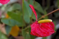THIS WAS MY SECOND ATTEMPT AT CLOSEUP AND MACRO UP PHOTOGRAPHY [THE LEICA Q3 CRASHED THREE TIMES]-256345-1