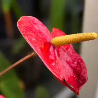 THIS WAS MY SECOND ATTEMPT AT CLOSEUP AND MACRO UP PHOTOGRAPHY [THE LEICA Q3 CRASHED THREE TIMES]-256346-1