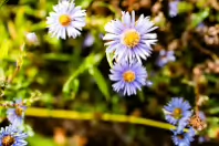 THIS WAS MY SECOND ATTEMPT AT CLOSEUP AND MACRO UP PHOTOGRAPHY [THE LEICA Q3 CRASHED THREE TIMES]-256349-1