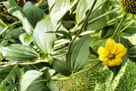 THIS WAS MY SECOND ATTEMPT AT CLOSEUP AND MACRO UP PHOTOGRAPHY [THE LEICA Q3 CRASHED THREE TIMES]-256350-1