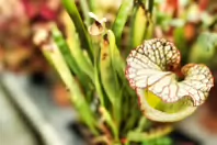 THIS WAS MY SECOND ATTEMPT AT CLOSEUP AND MACRO UP PHOTOGRAPHY [THE LEICA Q3 CRASHED THREE TIMES]-256355-1