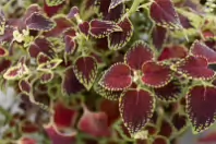THIS WAS MY SECOND ATTEMPT AT CLOSEUP AND MACRO UP PHOTOGRAPHY [THE LEICA Q3 CRASHED THREE TIMES]-256360-1