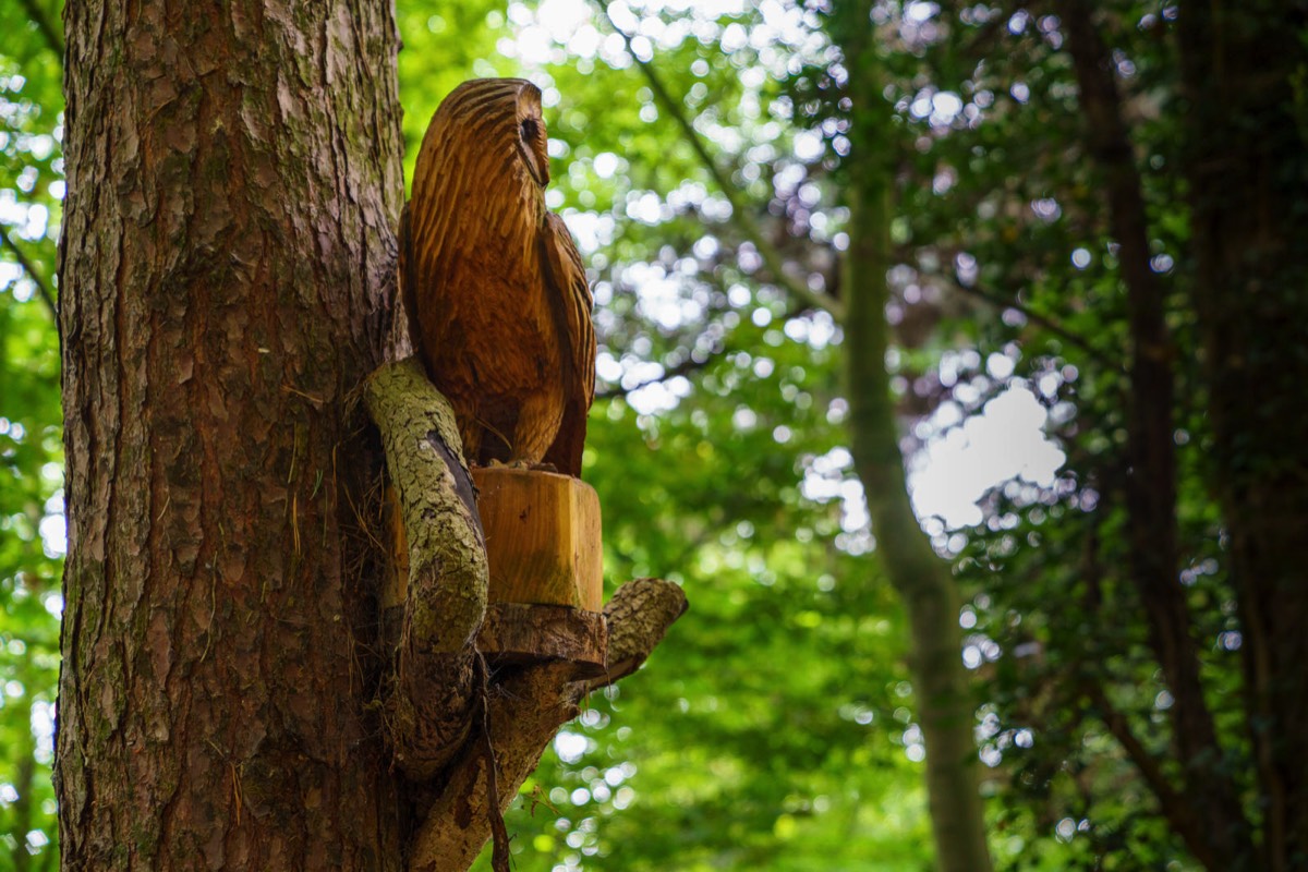 WOOD CARVINGS - STORMONT NATURE TRAIL 008