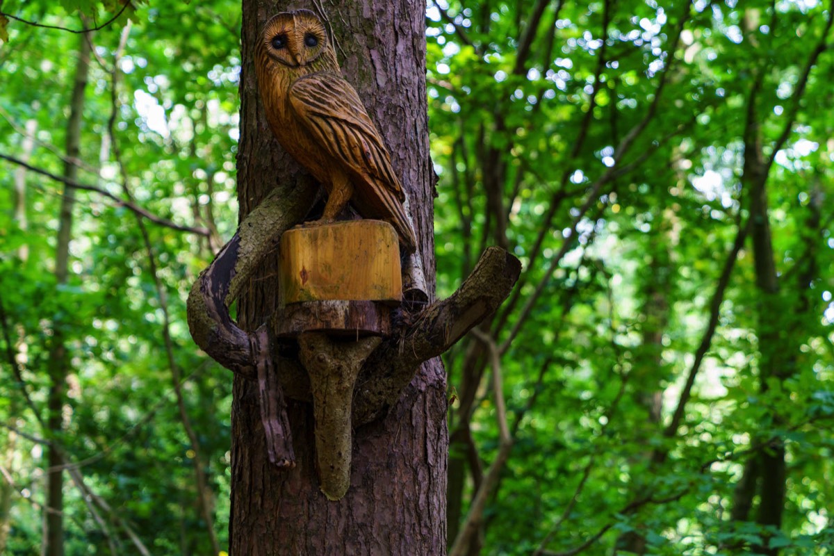 WOOD CARVINGS - STORMONT NATURE TRAIL 012