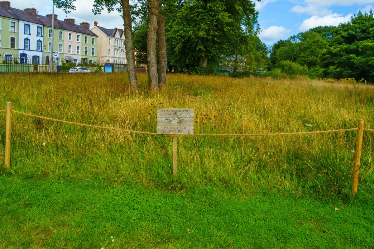 UCC WILDFLOWER MEADOW AND THE CAVANAGH PEDESTRIAN BRIDGE  009