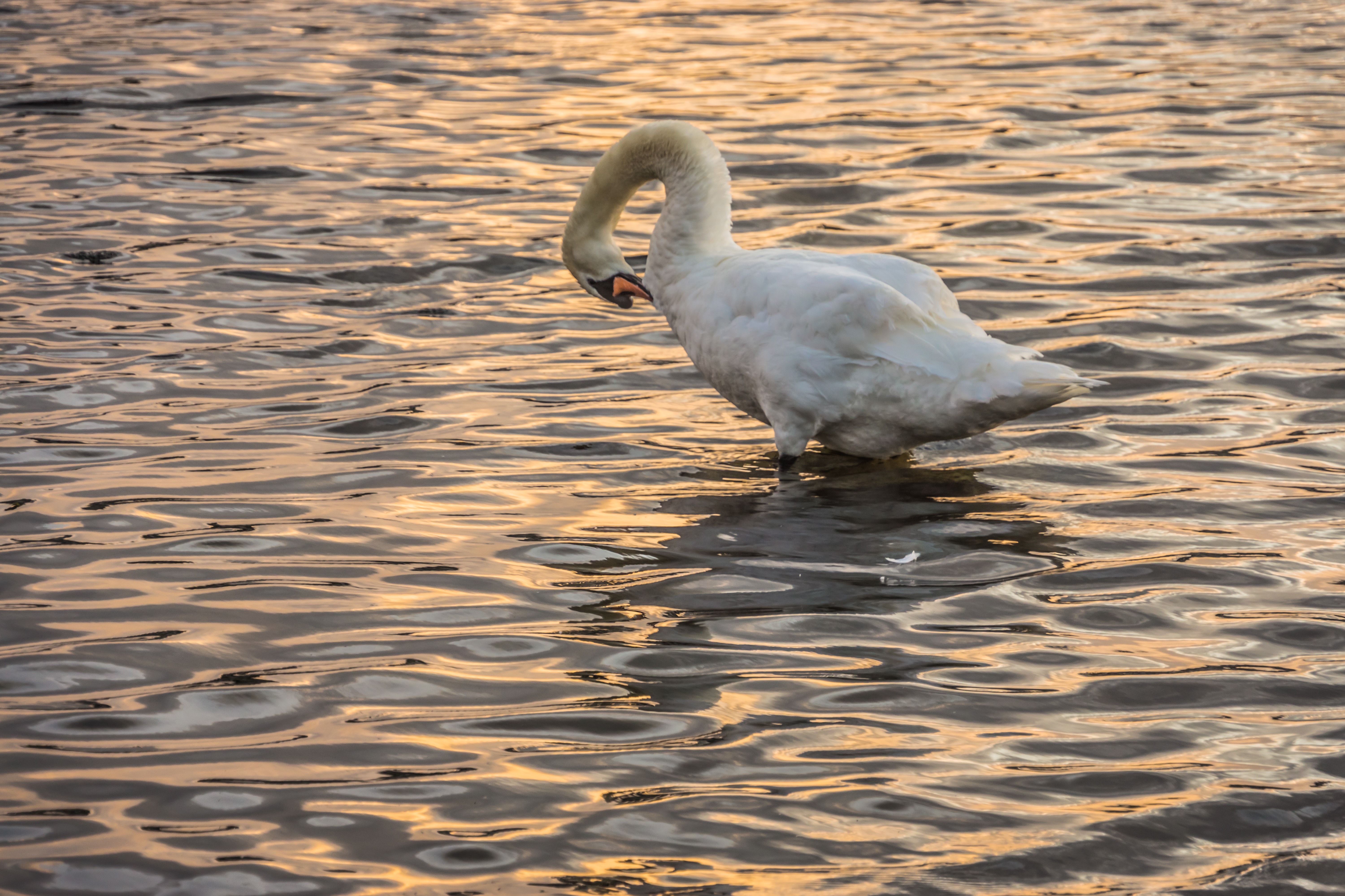  THE WATERWAYS OF GALWAY 016 