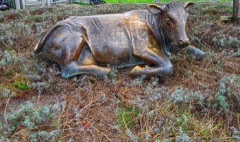  THE BRONZE COW DECIDED TO MOVE FROM WOLFE TONE SQUARE TO WOOD QUAY WHERE THE GRASS IS GREENER 