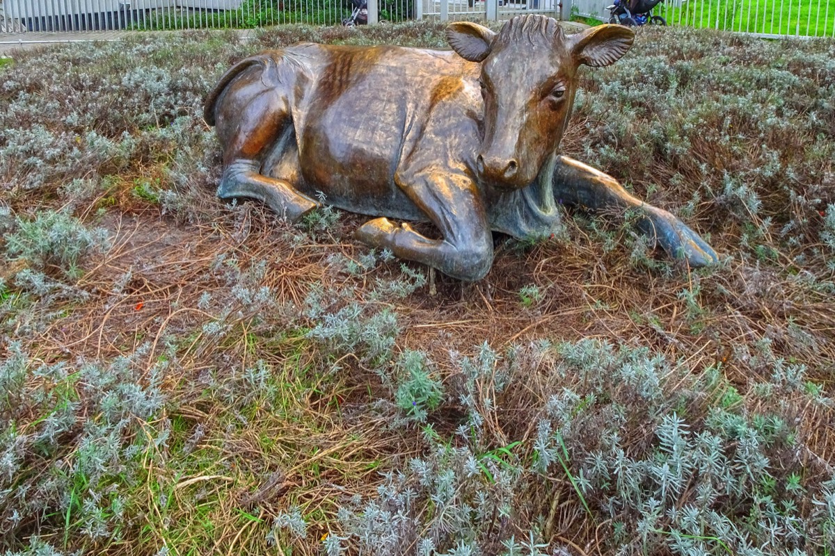 THE BRONZE COW DECIDED TO MOVE FROM WOLFE TONE SQUARE TO WOOD QUAY WHERE THE GRASS IS GREENER 001