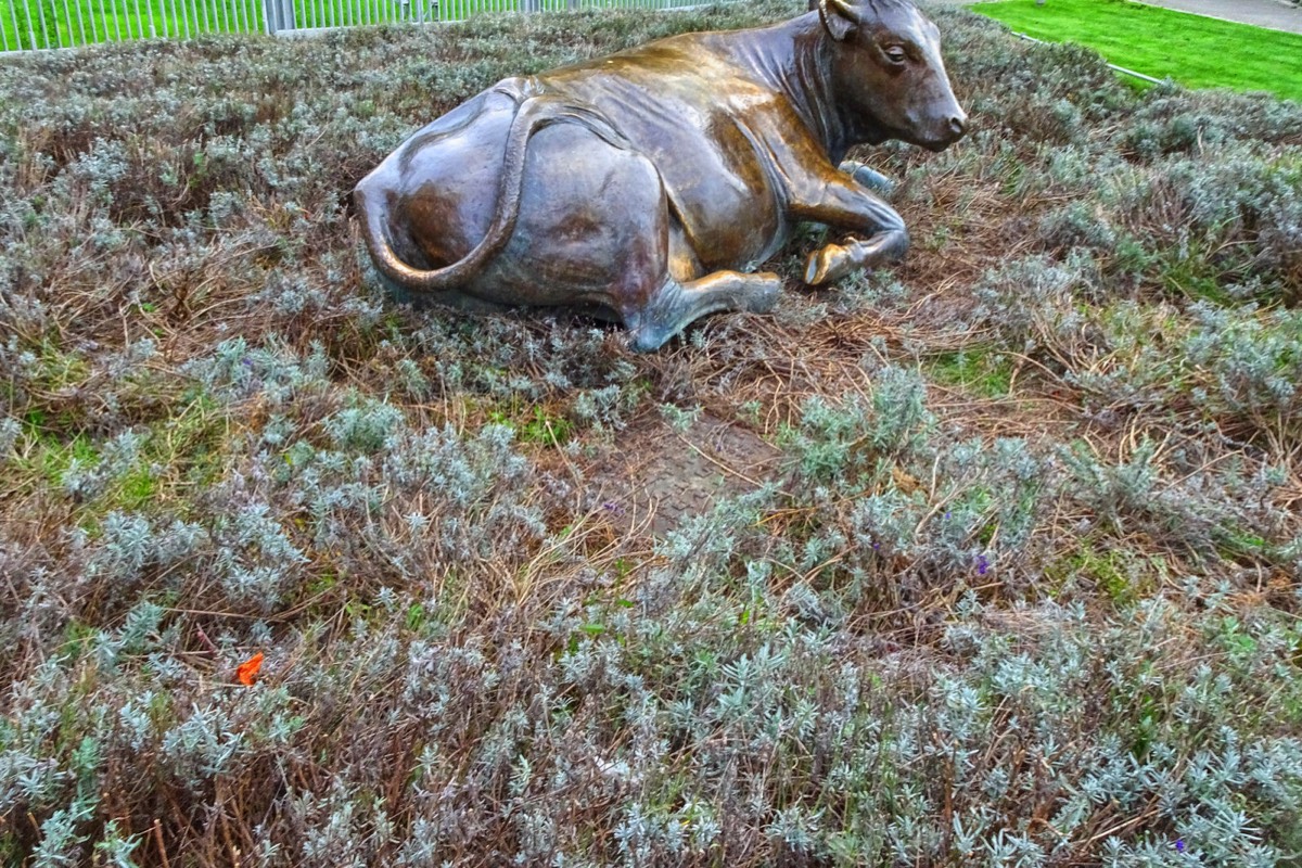 THE BRONZE COW DECIDED TO MOVE FROM WOLFE TONE SQUARE TO WOOD QUAY WHERE THE GRASS IS GREENER 003