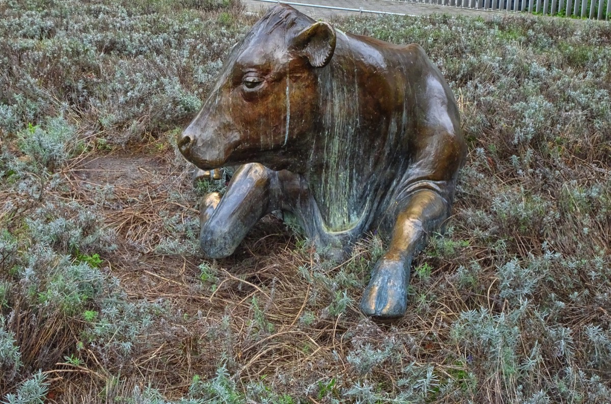 THE BRONZE COW DECIDED TO MOVE FROM WOLFE TONE SQUARE TO WOOD QUAY WHERE THE GRASS IS GREENER 004