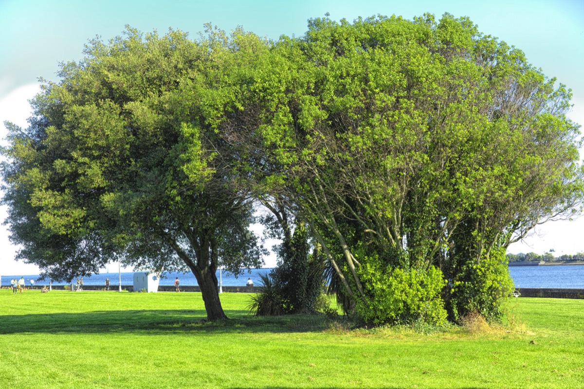 A WALK ALONG THE PROMENADE - CLONTARF 030