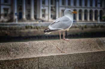  I COULD BE WEONG BUT THIS IS A HERRING GULL 