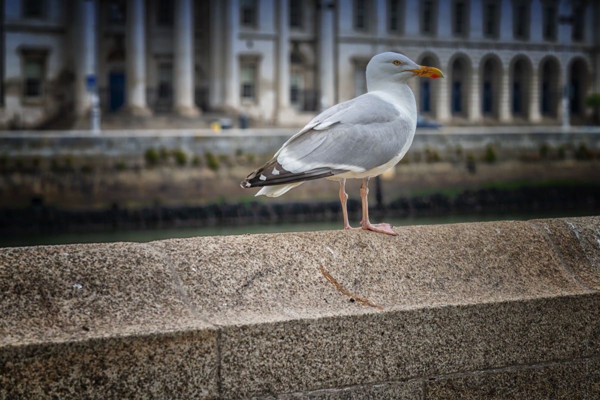 MY FRIEND THE HERRING GULL 001