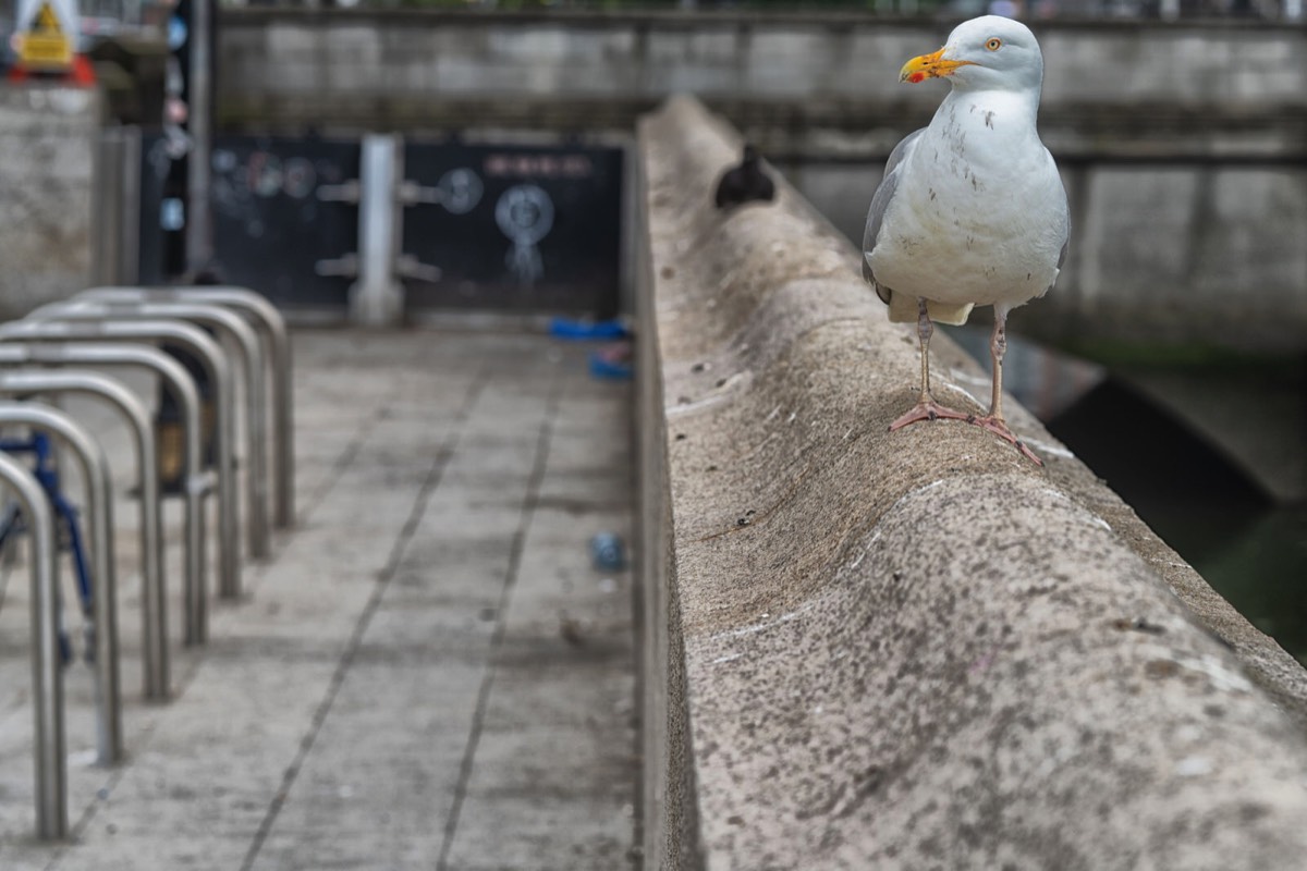 MY FRIEND THE HERRING GULL 002