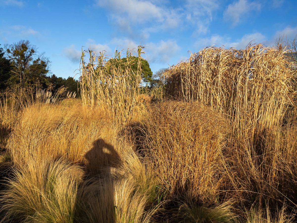 ORNAMENTAL GRASS GARDEN - BOTANIC GARDENS 001