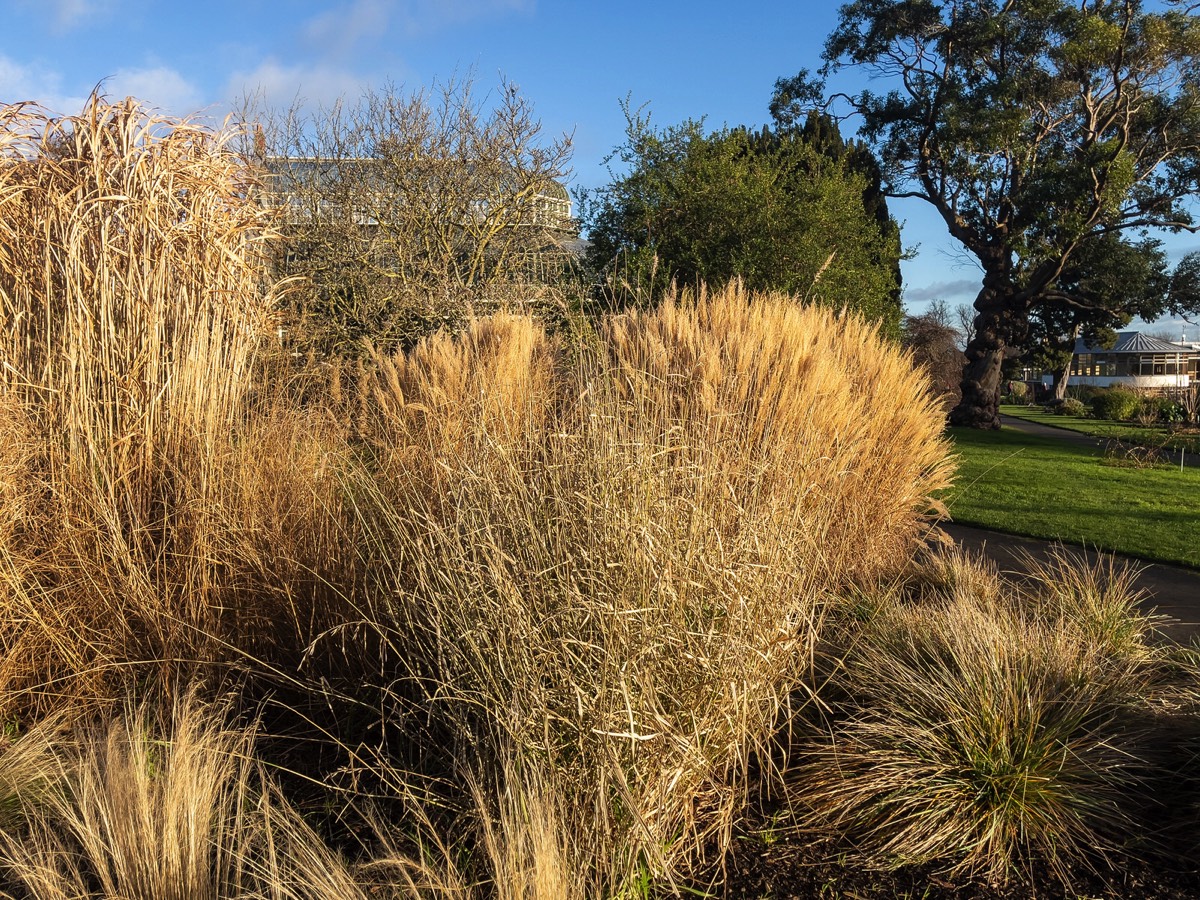 ORNAMENTAL GRASS GARDEN - BOTANIC GARDENS 002