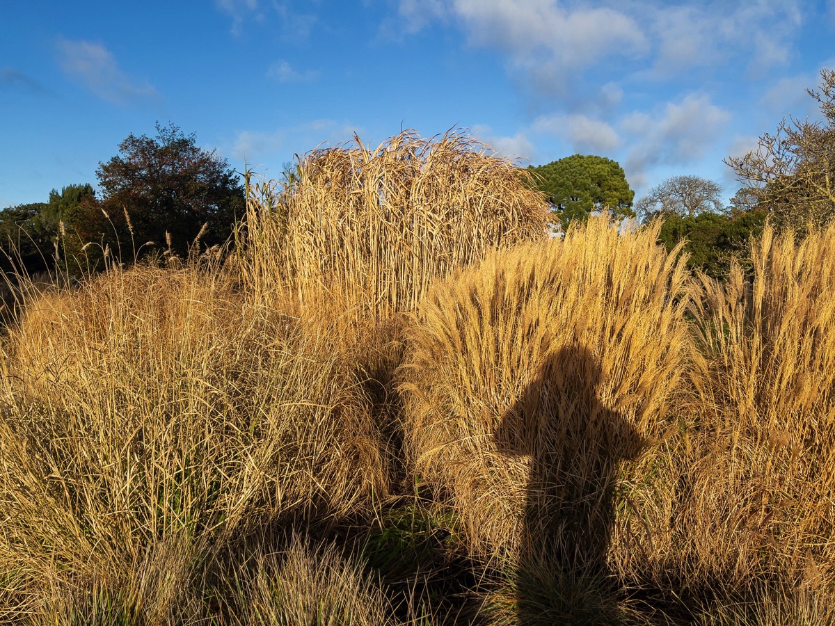 ORNAMENTAL GRASS GARDEN - BOTANIC GARDENS 003