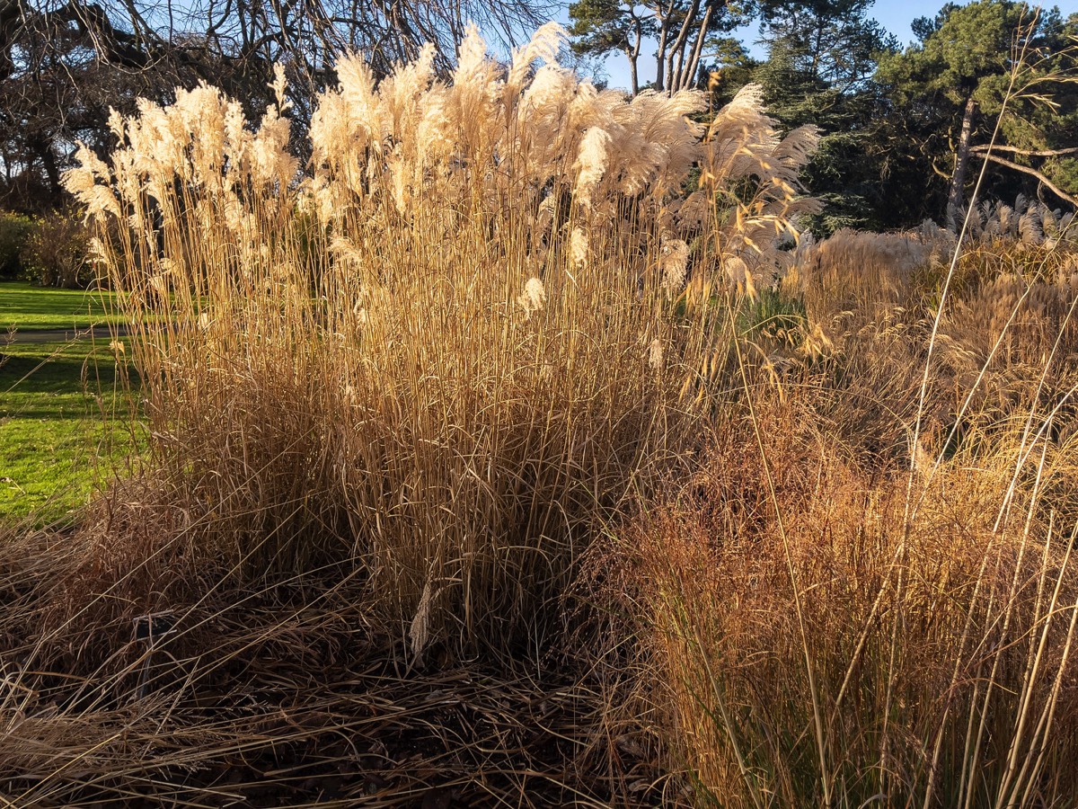 ORNAMENTAL GRASS GARDEN - BOTANIC GARDENS 004