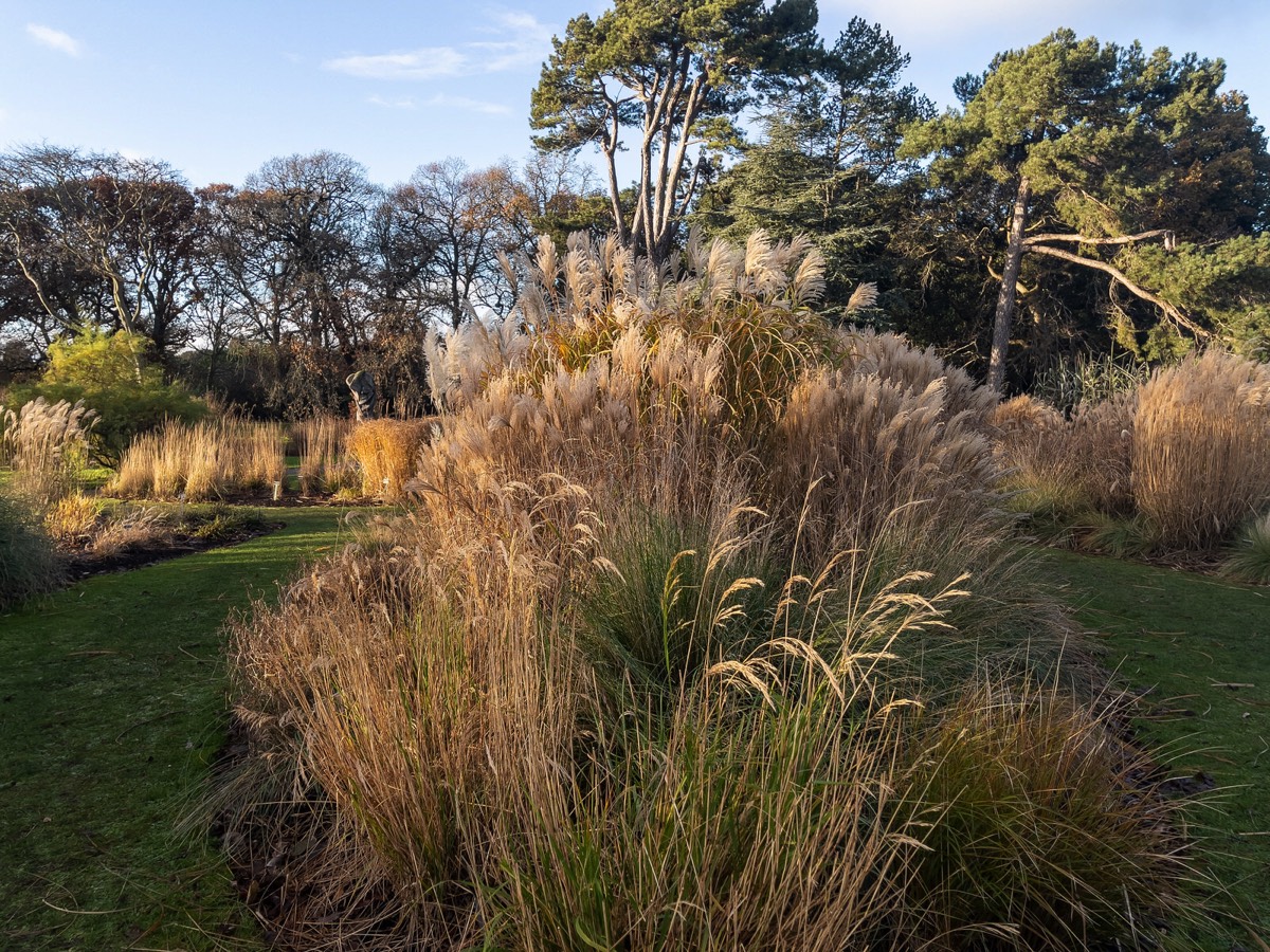 ORNAMENTAL GRASS GARDEN - BOTANIC GARDENS 005