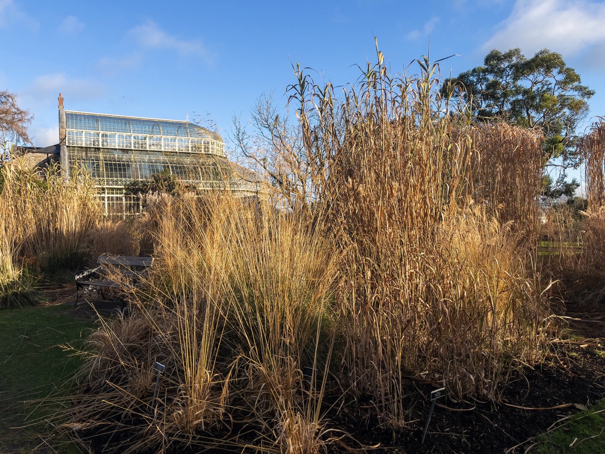 ORNAMENTAL GRASS GARDEN - BOTANIC GARDENS 006