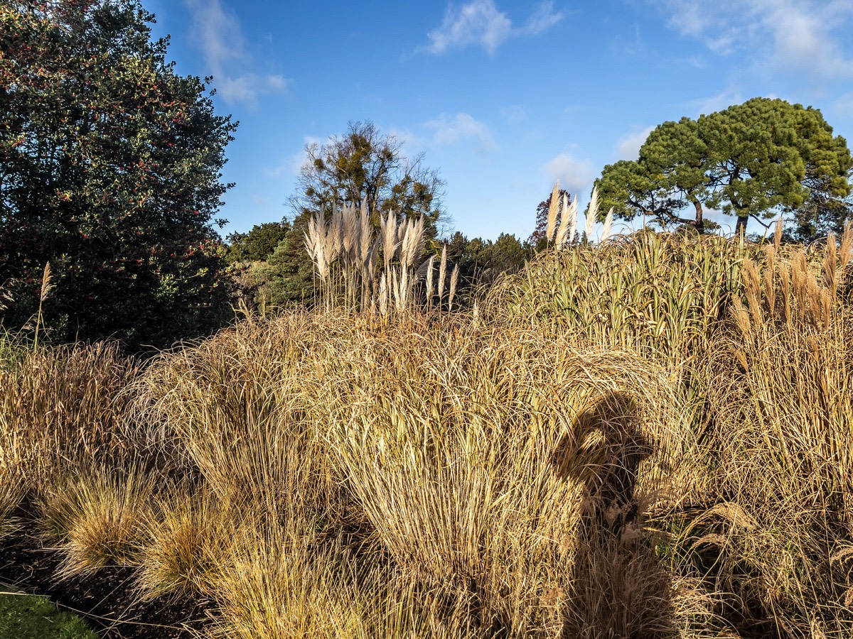 ORNAMENTAL GRASS GARDEN - BOTANIC GARDENS 007