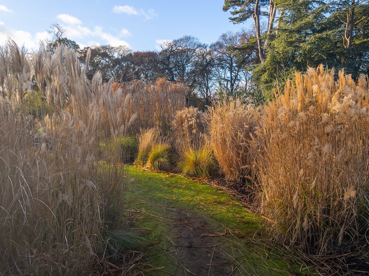 ORNAMENTAL GRASS GARDEN - BOTANIC GARDENS 009