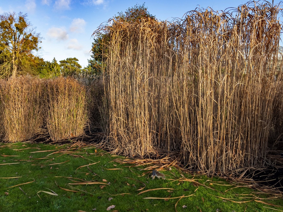 ORNAMENTAL GRASS GARDEN - BOTANIC GARDENS 012