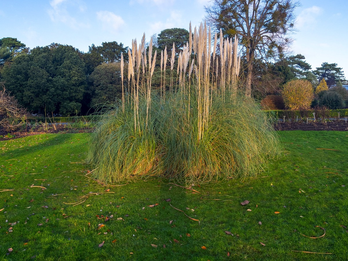 ORNAMENTAL GRASS GARDEN - BOTANIC GARDENS 013