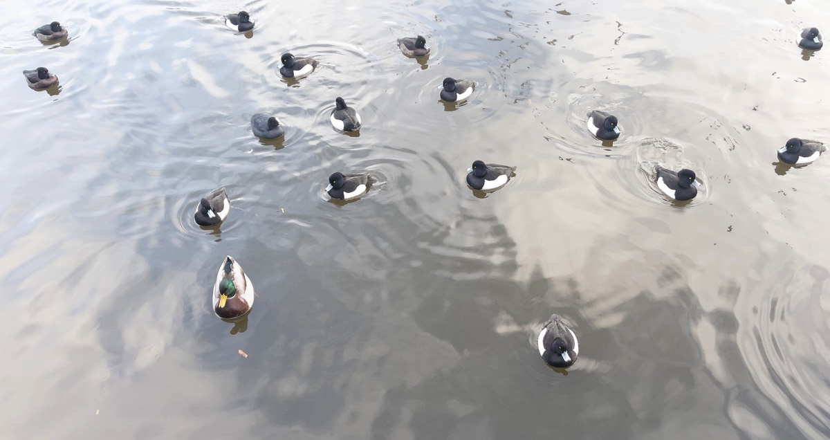 BLESSINGTON STREET BASIN PUBLIC PARK 003