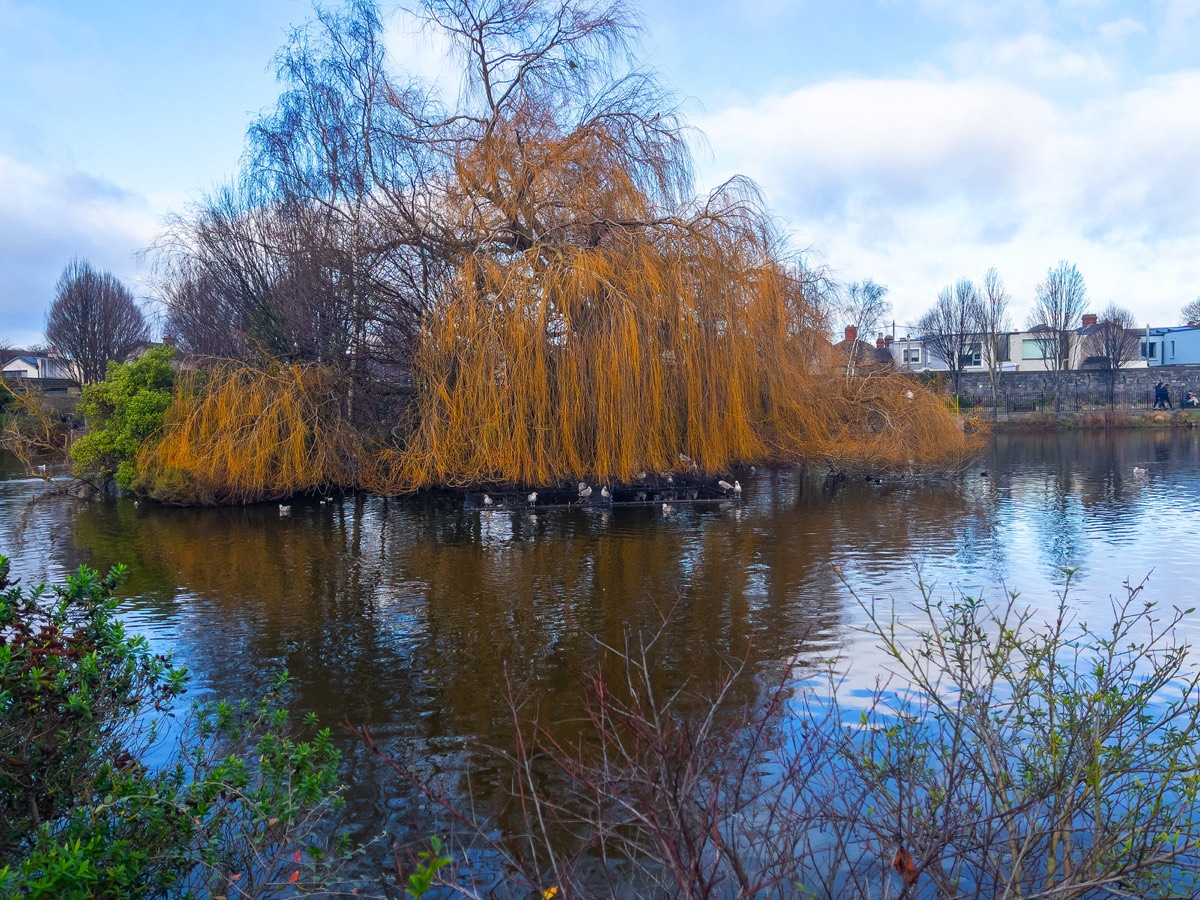 BLESSINGTON STREET BASIN PUBLIC PARK 010