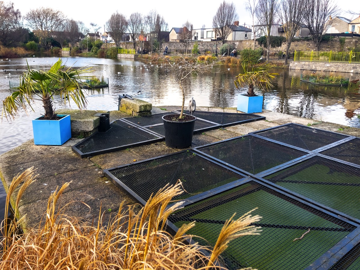 BLESSINGTON STREET BASIN PUBLIC PARK 018