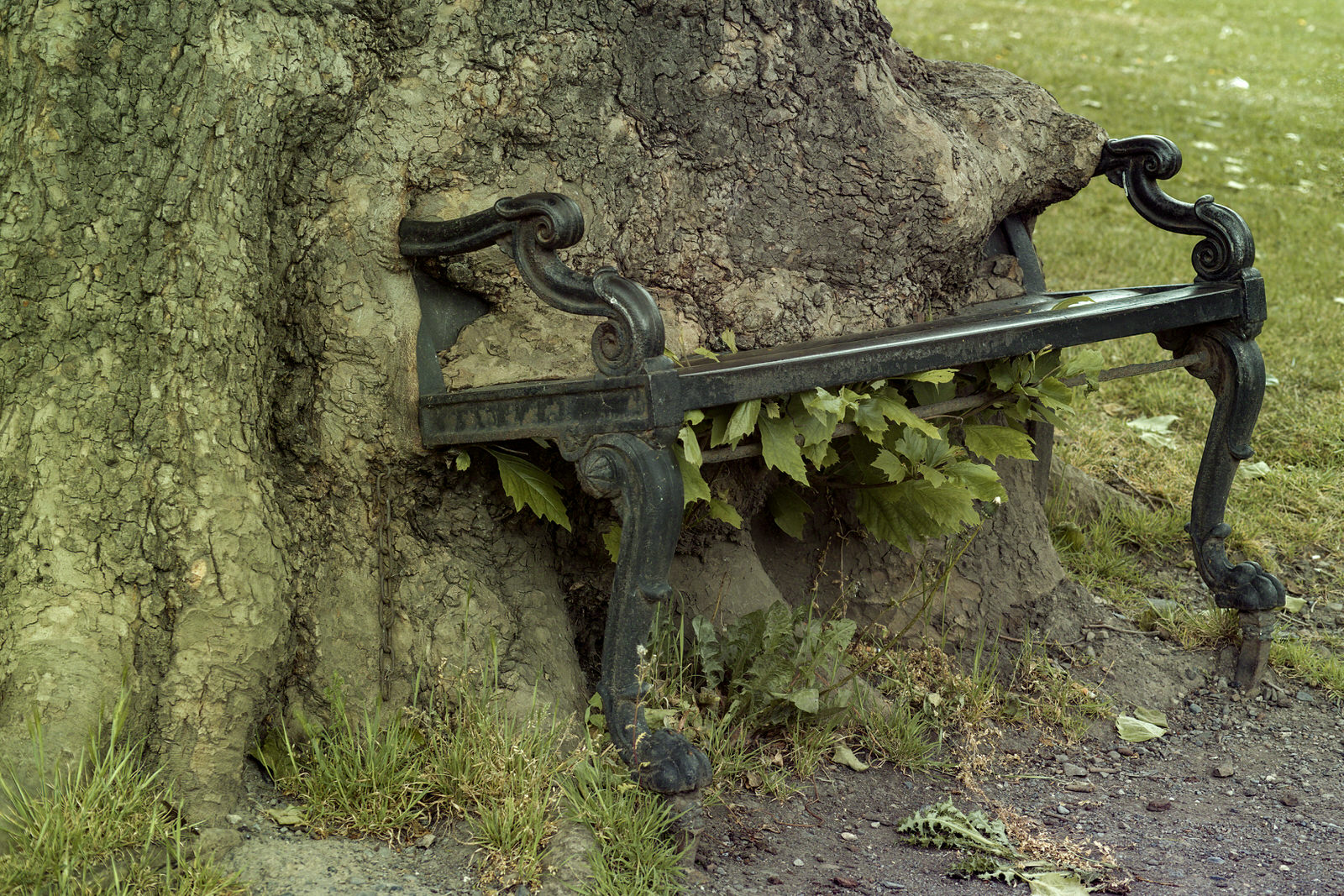  The Hungry Tree is a tree in the grounds of the King's Inns. 