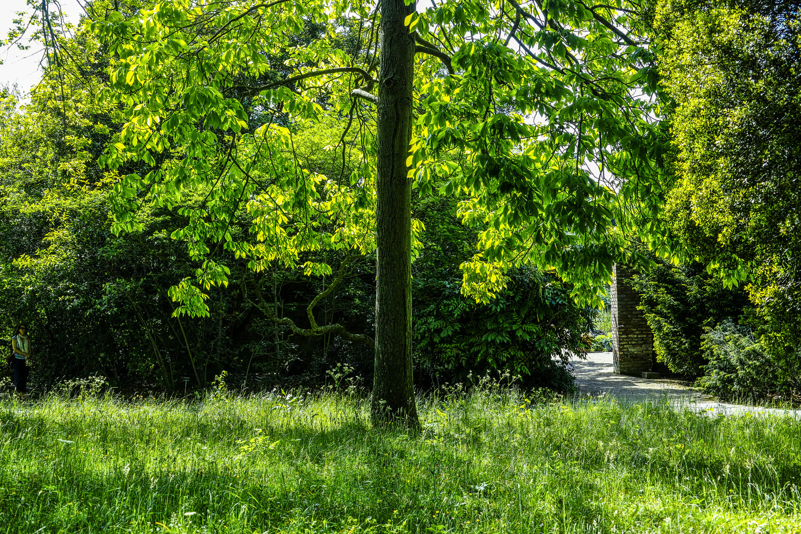  I DID NOT EXPECT THE BOTANIC GARDENS TO BE OPEN - 27 MAY 2020 
