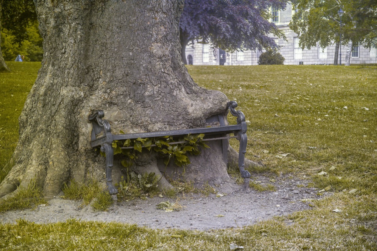 The Hungry Tree is a tree in the grounds of the King