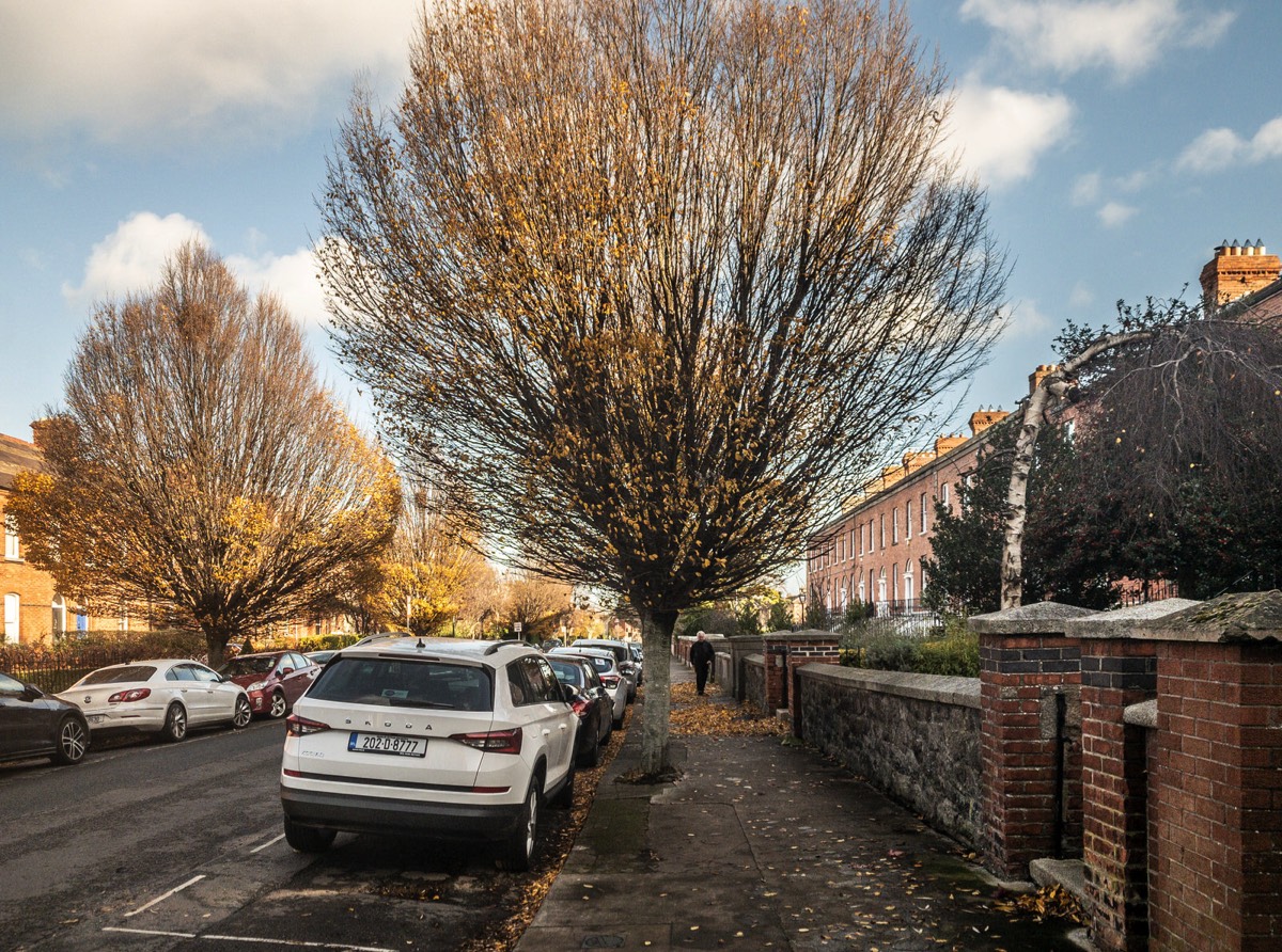 LATE AUTUMN IN RATHGAR - GARVILLE AVENUE  010