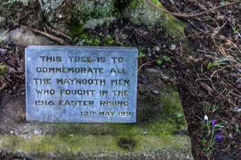  MEMORIAL TREE 