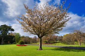  WALK IN THE PARK 