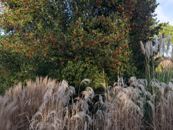  ORNAMENTAL GRASS GARDEN PHOTOGRAPHED DECEMBER 2020 