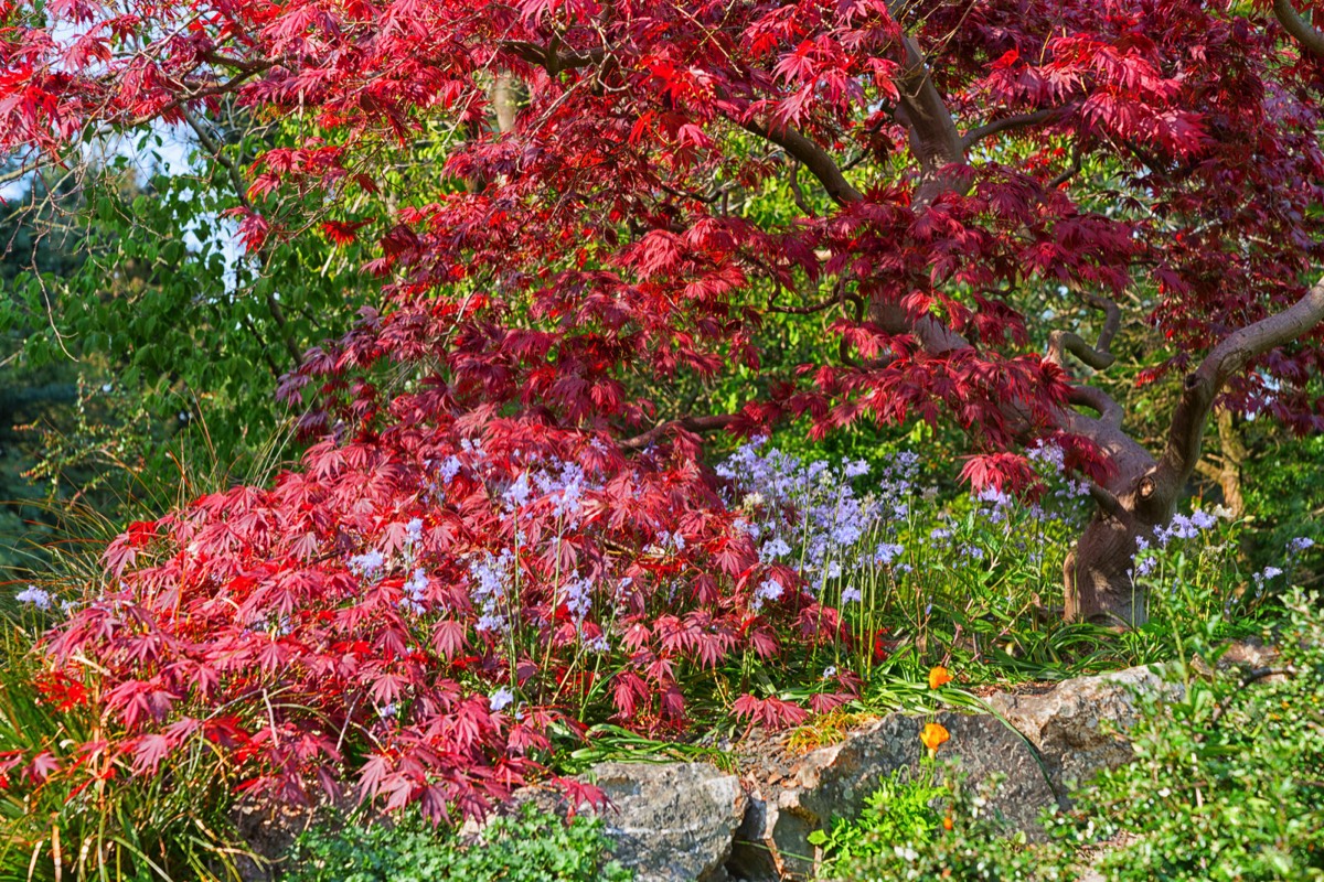 MAYDAY 2017 VISIT TO THE BOTANIC GARDENS 004