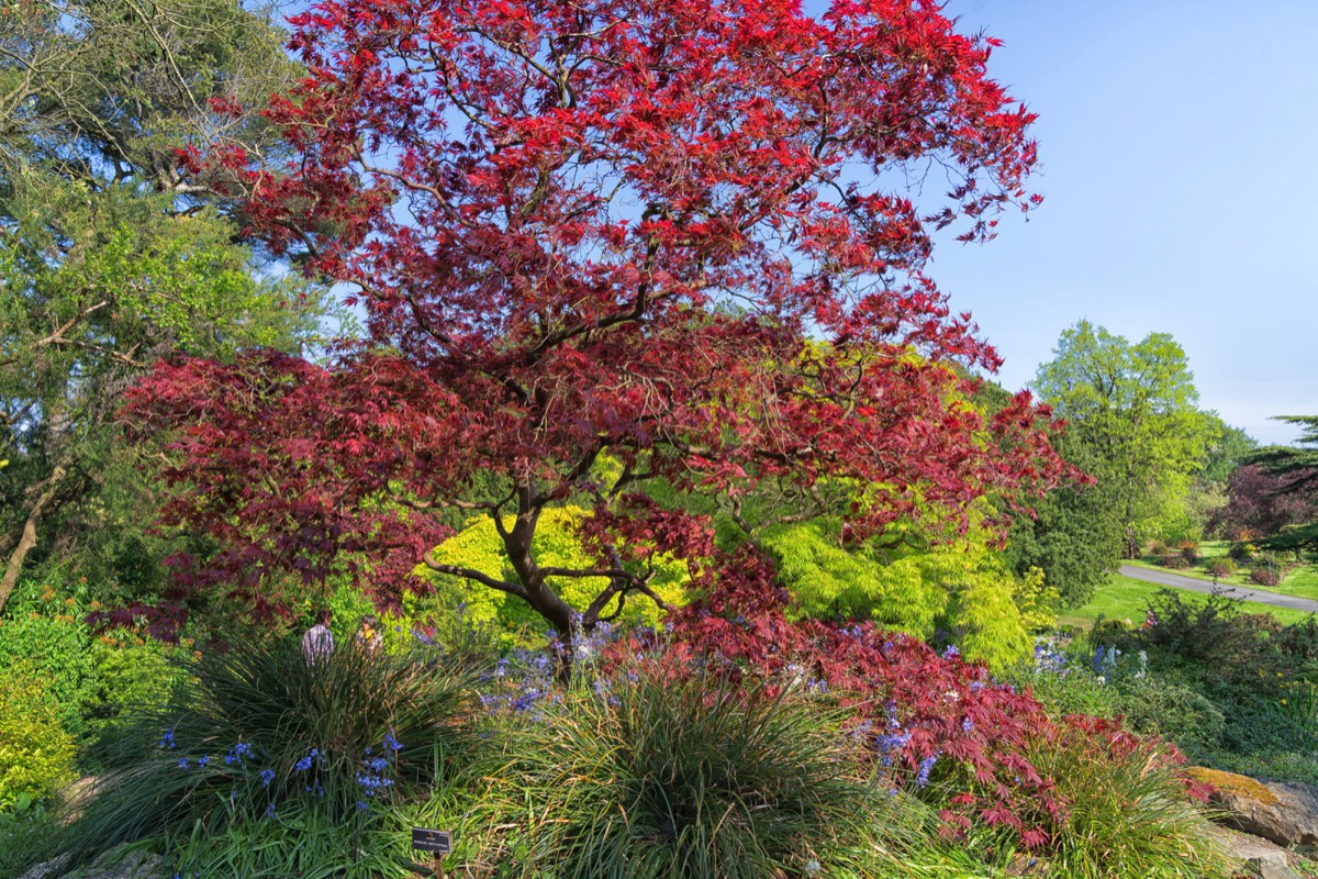 MAYDAY 2017 VISIT TO THE BOTANIC GARDENS 005