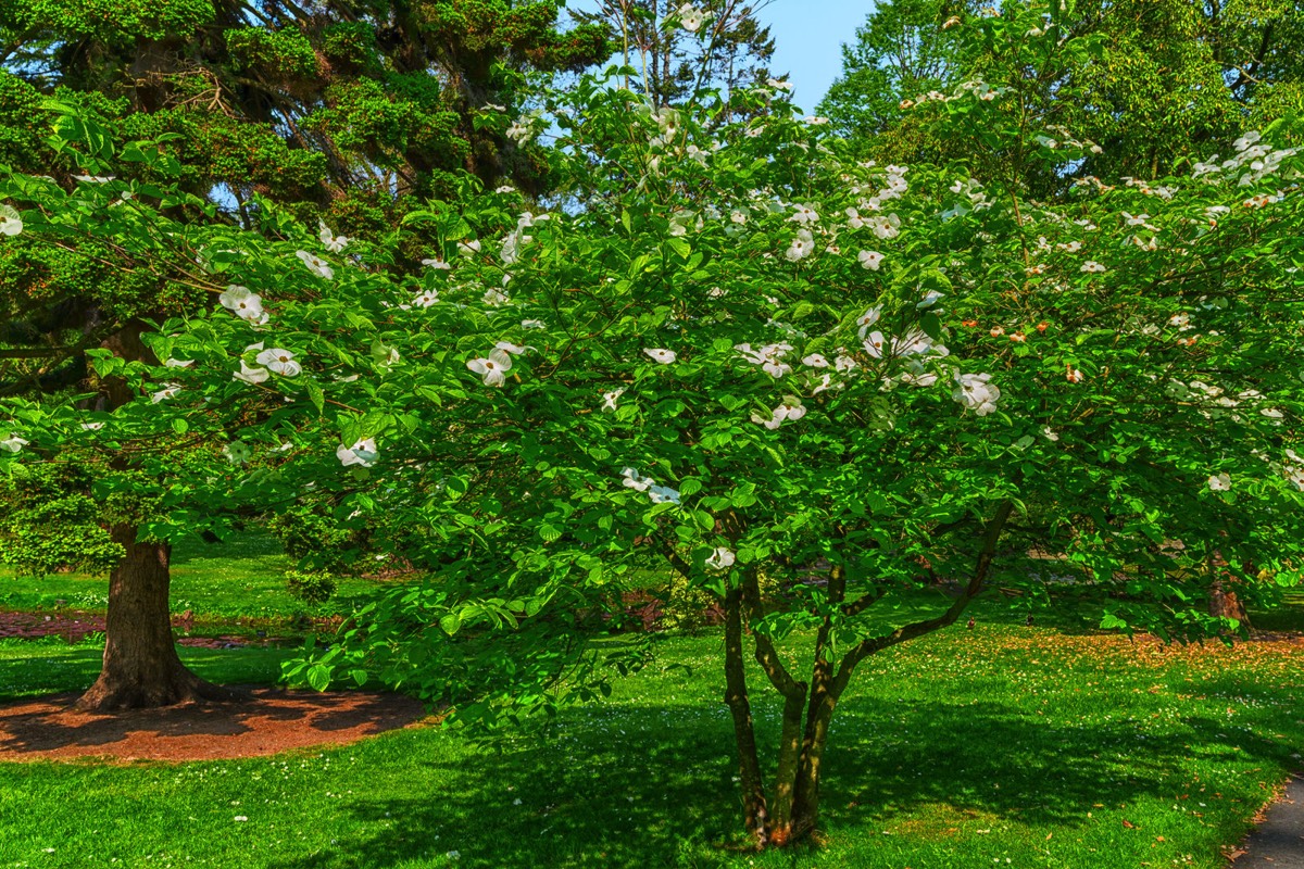 MAYDAY 2017 VISIT TO THE BOTANIC GARDENS 006